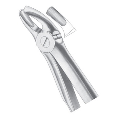 Upper Molars