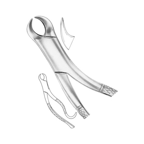 Lower Molars
